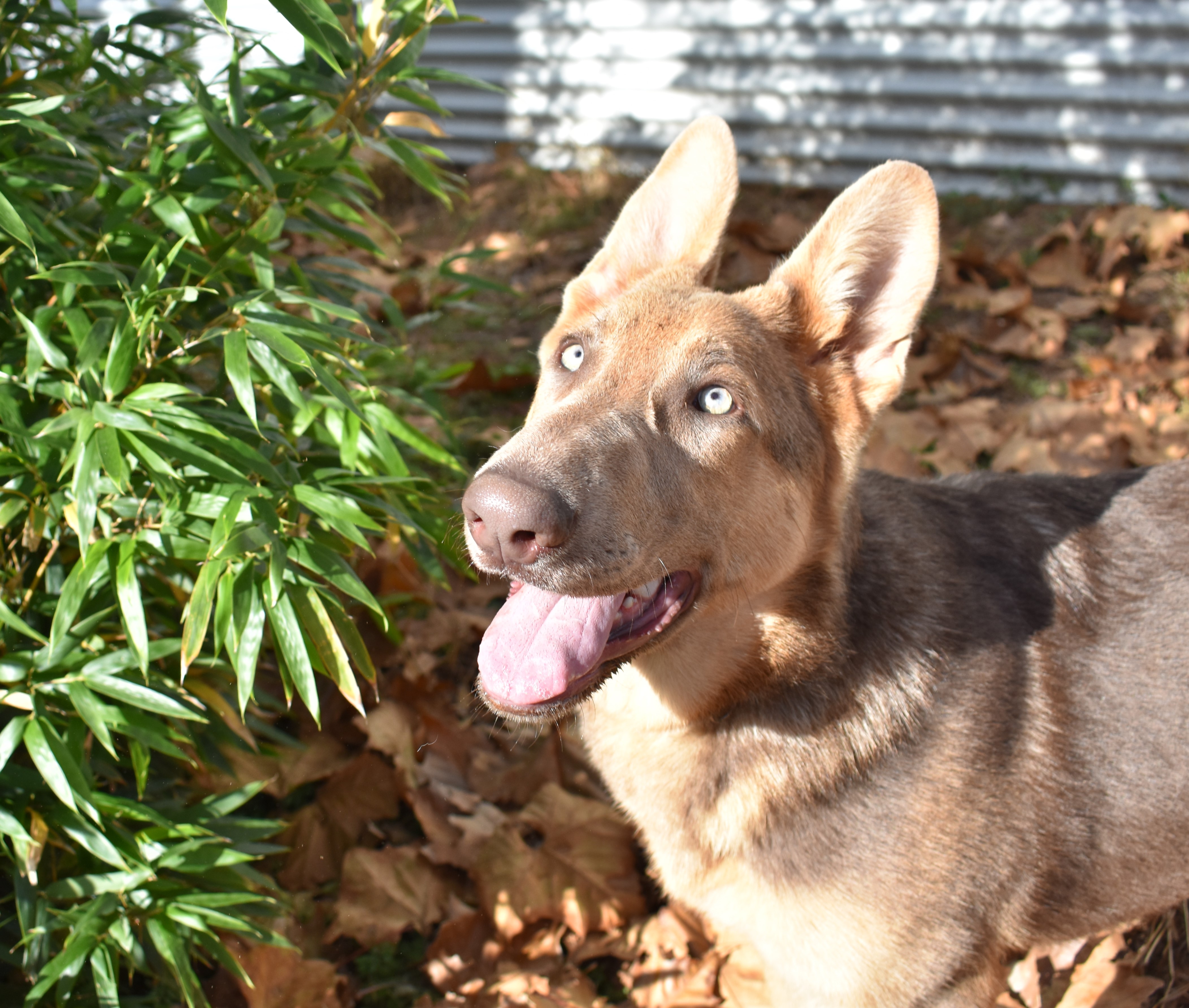 extra large liver chocolate german shepherd
