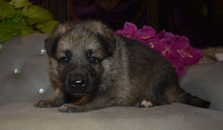 black collar silver sable female german shepherd for sale in tx (1)
