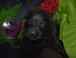 green collar boy solid black male long coat german shepherd (3)