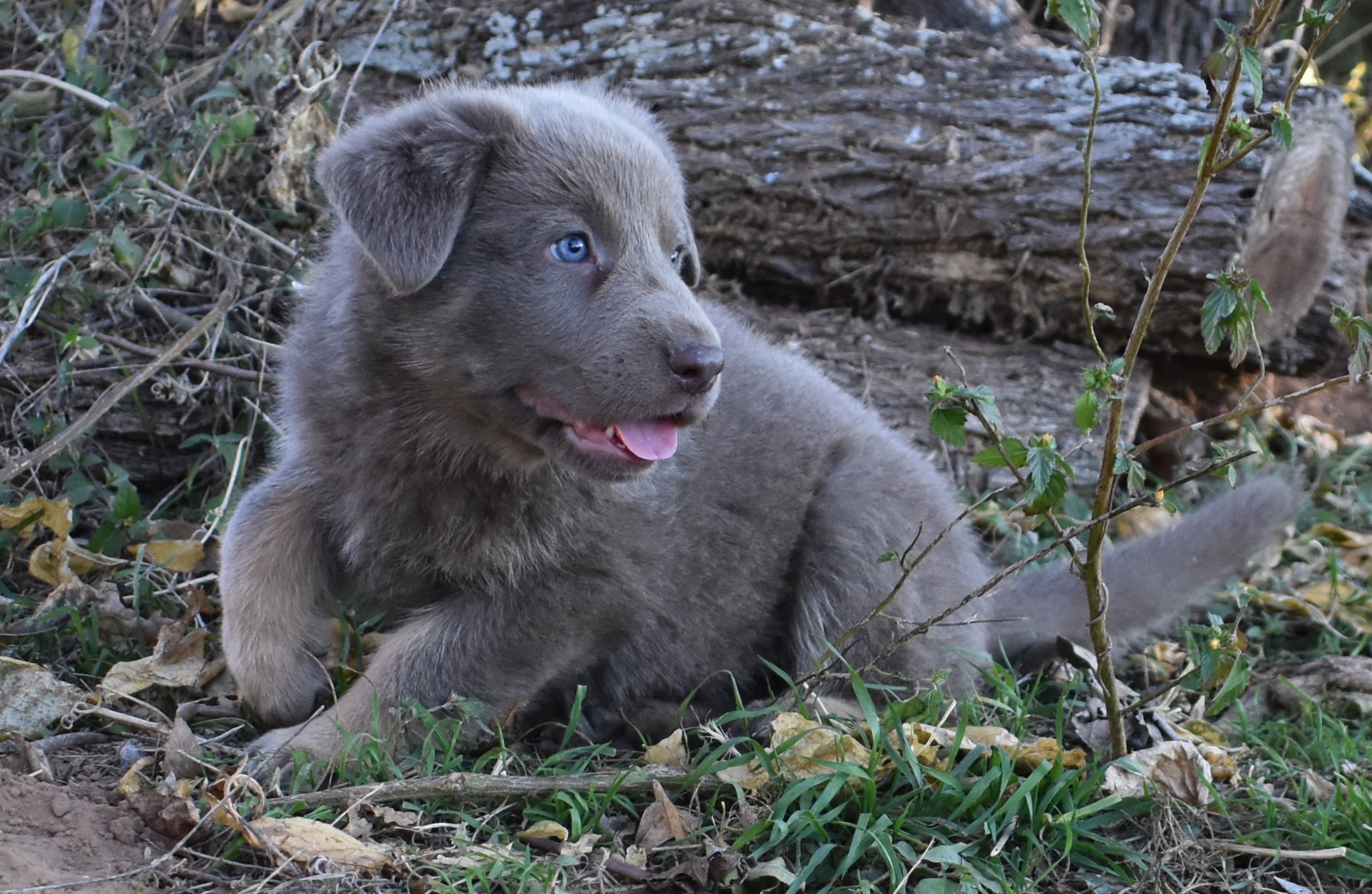 extra large liver chocolate german shepherd