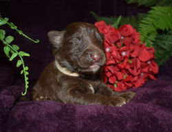 tan collar boy solid liver german shepherd puppy for sale (2)