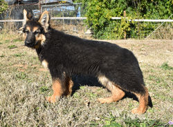 extra large long coat black and red germ