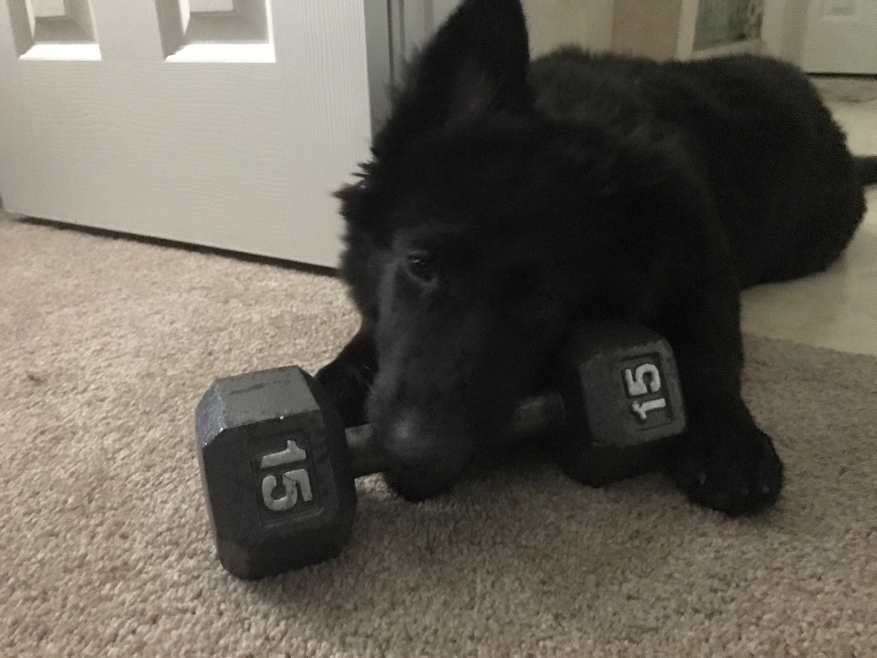 Solid black long coat german shepherd