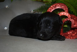 red collar girl solid black german shepherd puppy available for adoption in tx (3)