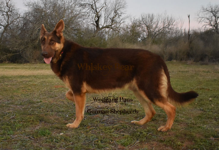 Whiskey bear liver large german shepherd (7).jpg