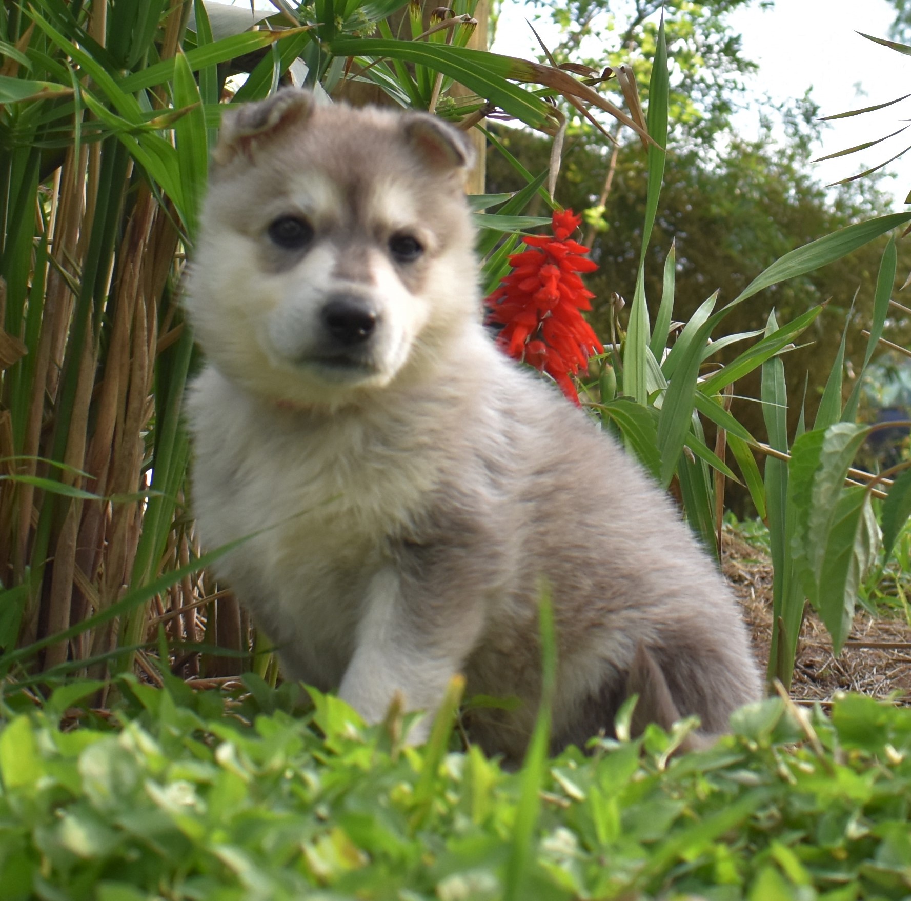 silver sable wolf mask german shepherd, Roma and hailock female puppy
