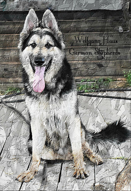 steel sit large german shepherd in texas