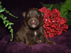 tan collar boy solid liver german shepherd puppy for sale (3)