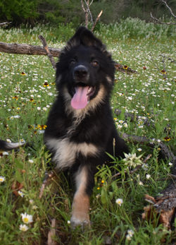 big boy long coat large german shepherd puppy for sale (1)