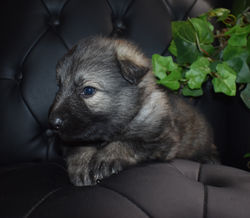 black collar boy large black silver sable long haired german shepherd for adoption (4)