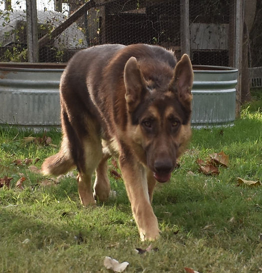 xxl liver chocolate german shepherd (1).JPG