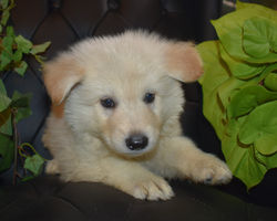 black collar white long haired german shepherd puppy (2)