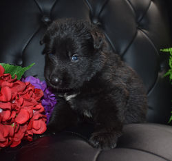 red collar black long haired german shepherd puppy for sale (4)