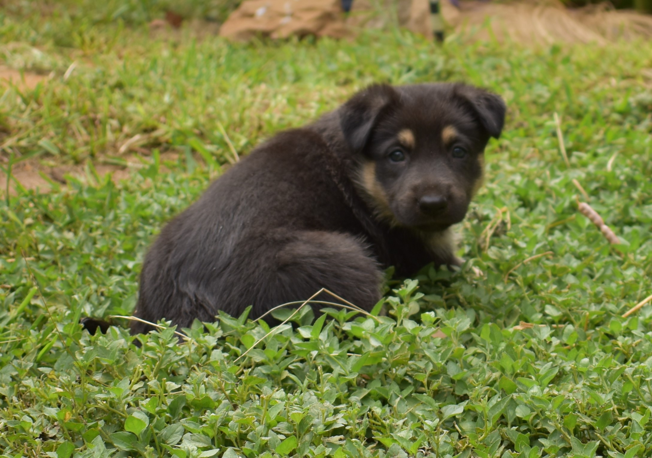 black and tan large german shepherd puppy