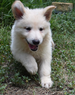 white boy german shepherd (3)