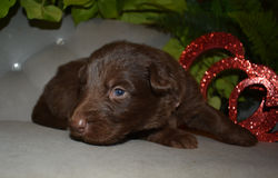 pink collar girl long coat solid liver german shepherd puppy (3)