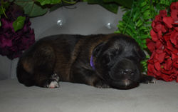 black sable gilr, large german shepherd puppy for adoption in tx (5)