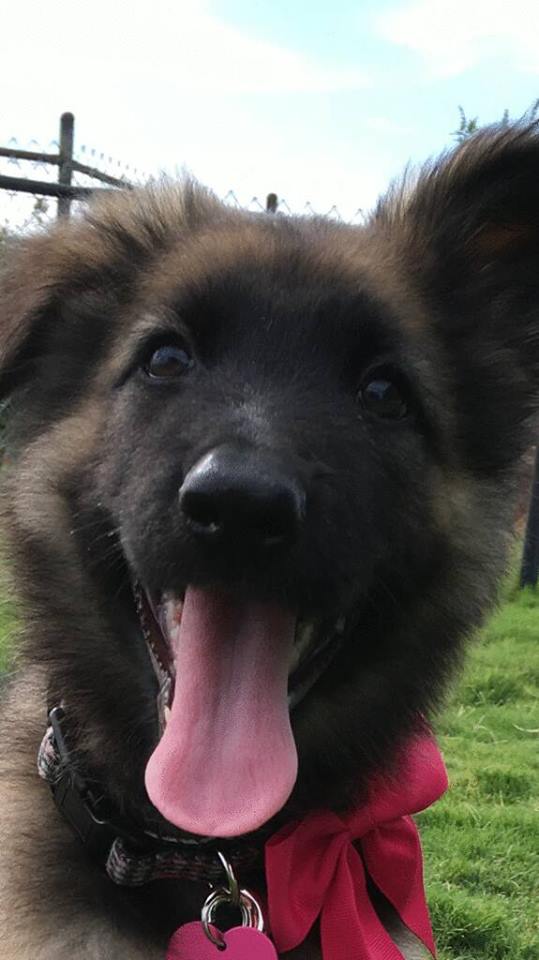 Black And Cream Extra Large German Shepherd