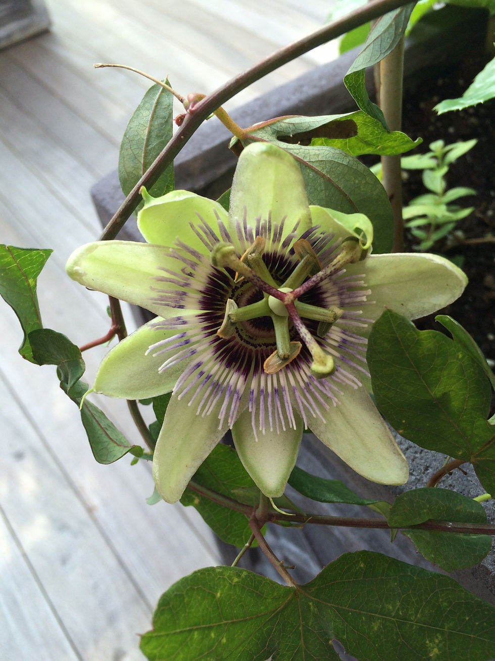 Passion Flower