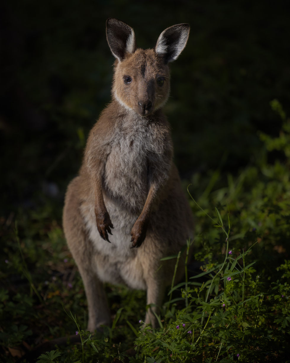 Kangaroo at Morialta Conservation Park