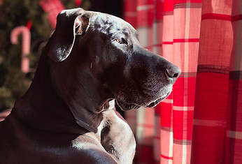 Stella, the rescued Great Dane who lives at Babbling Brook Cottages and is a favorite among many returning guests.