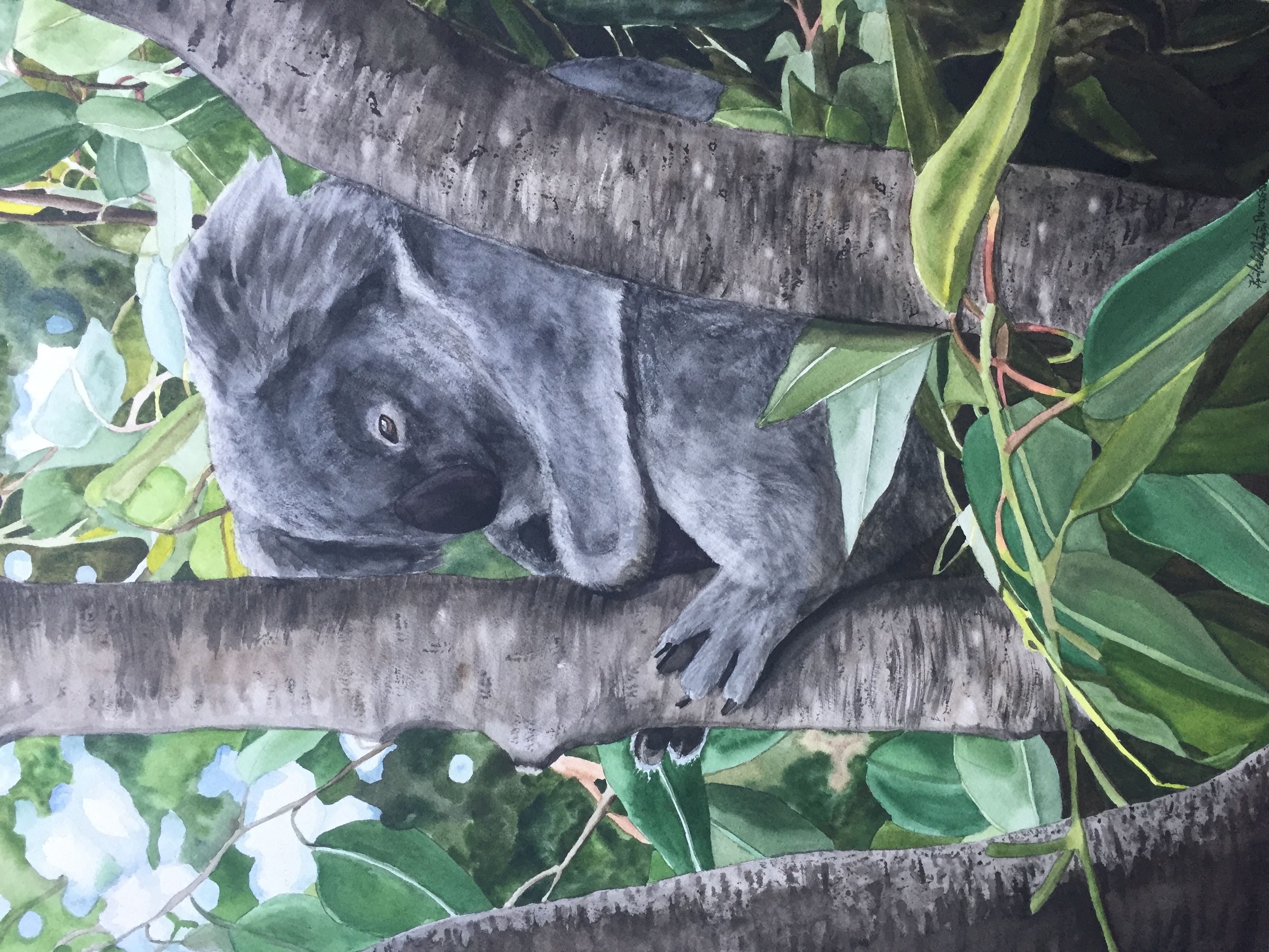 Tree Hugger