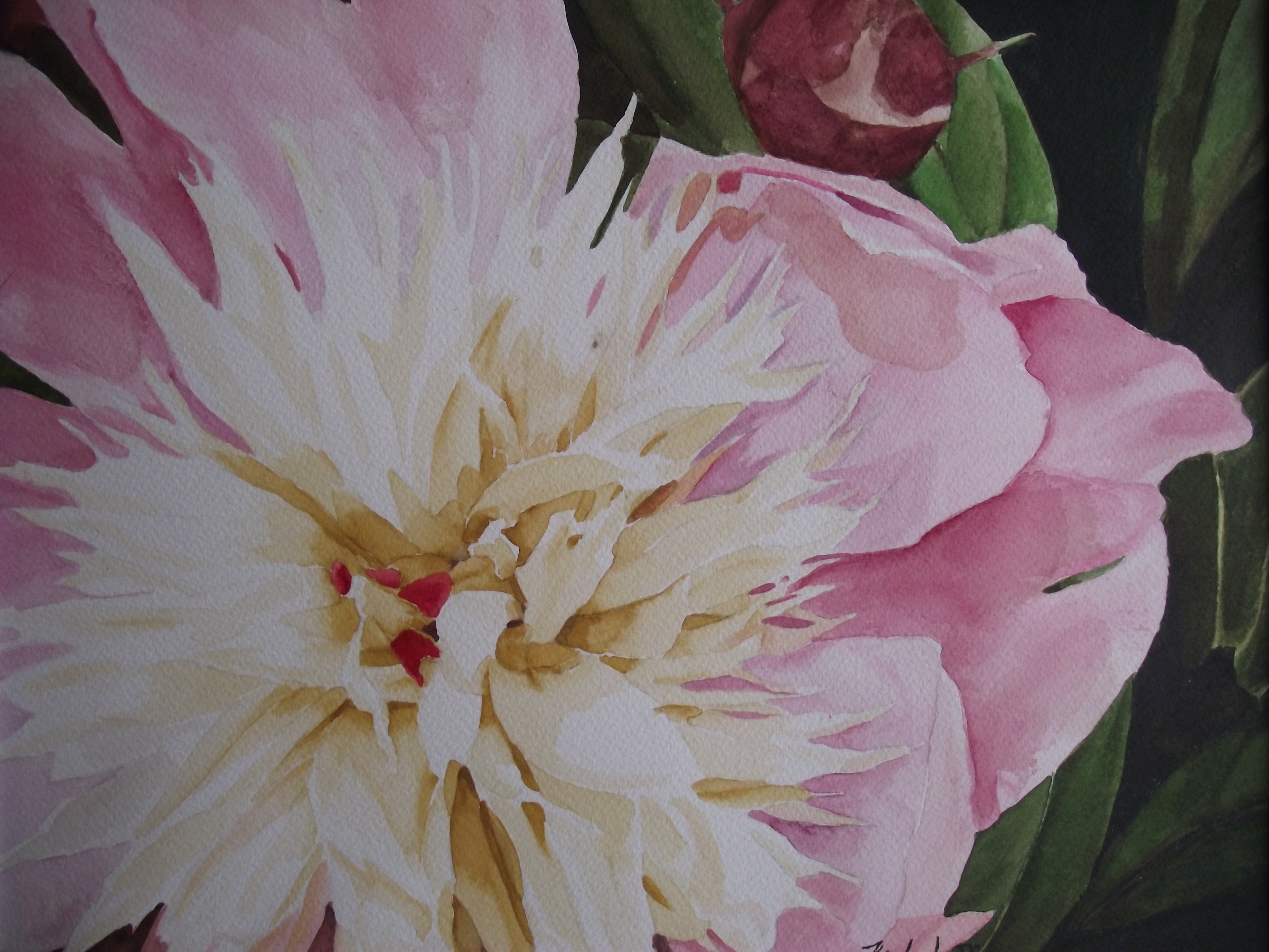 Peony and Bud
