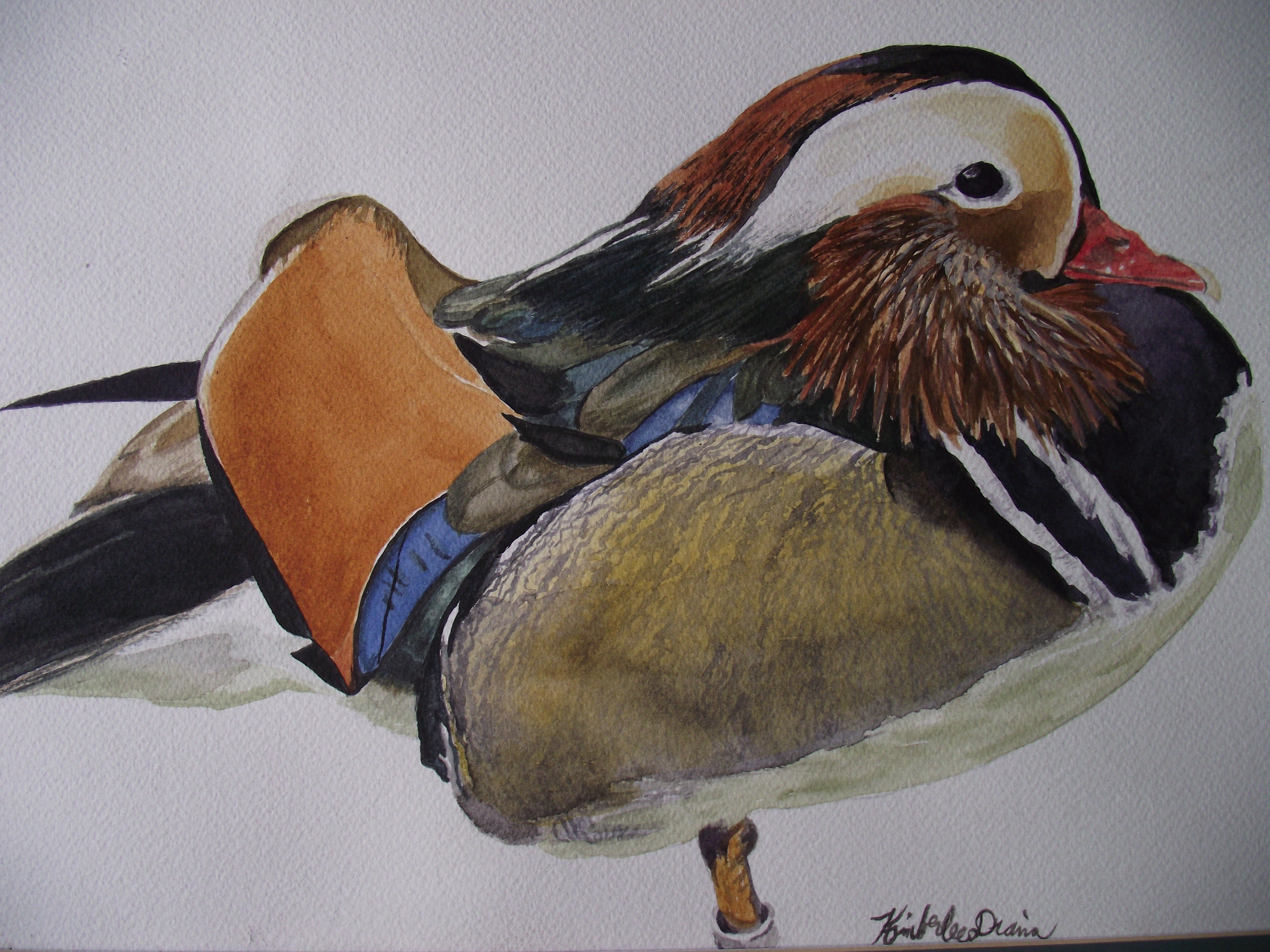 Mandarin Duck
