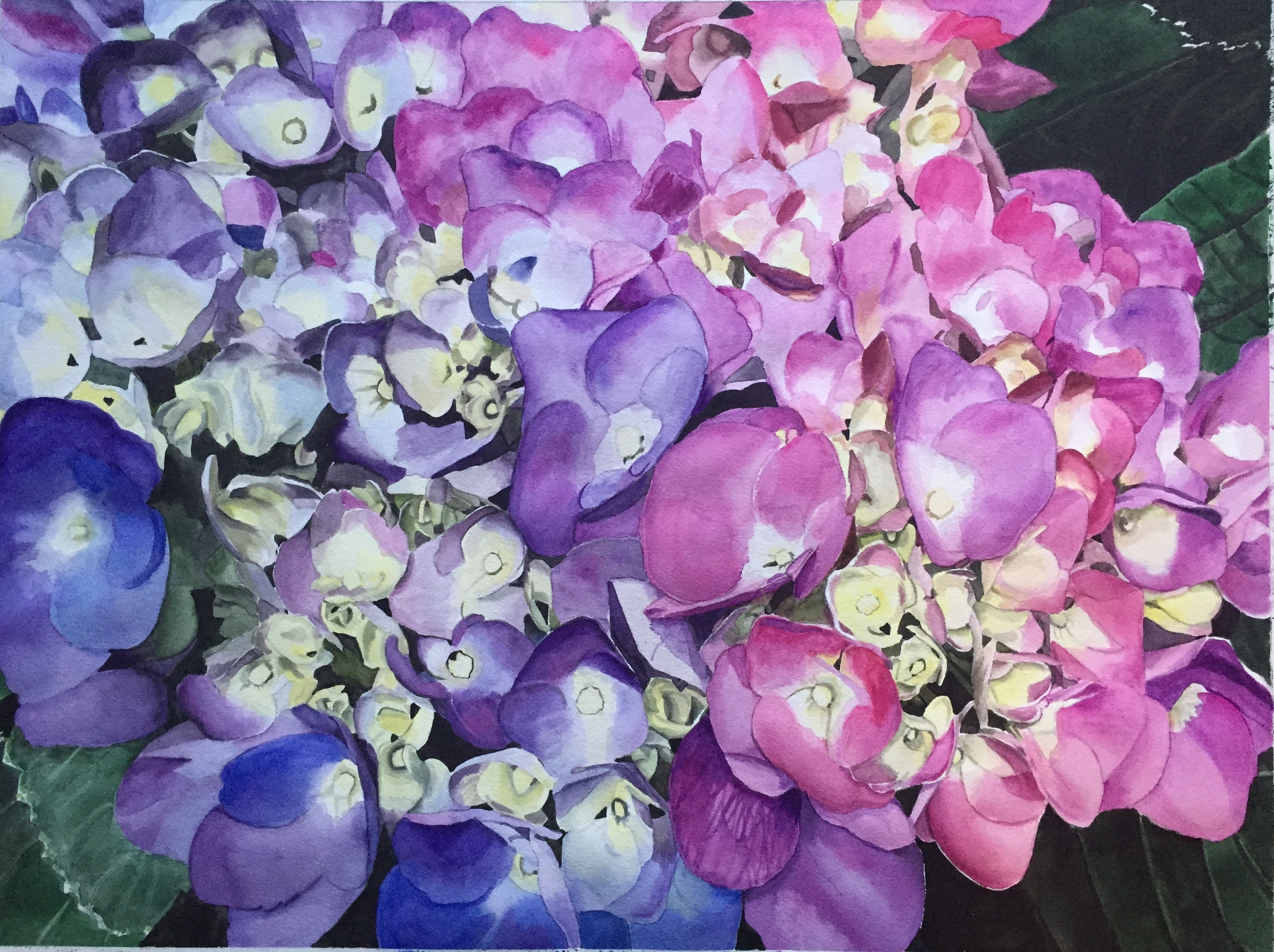 Hydrangea