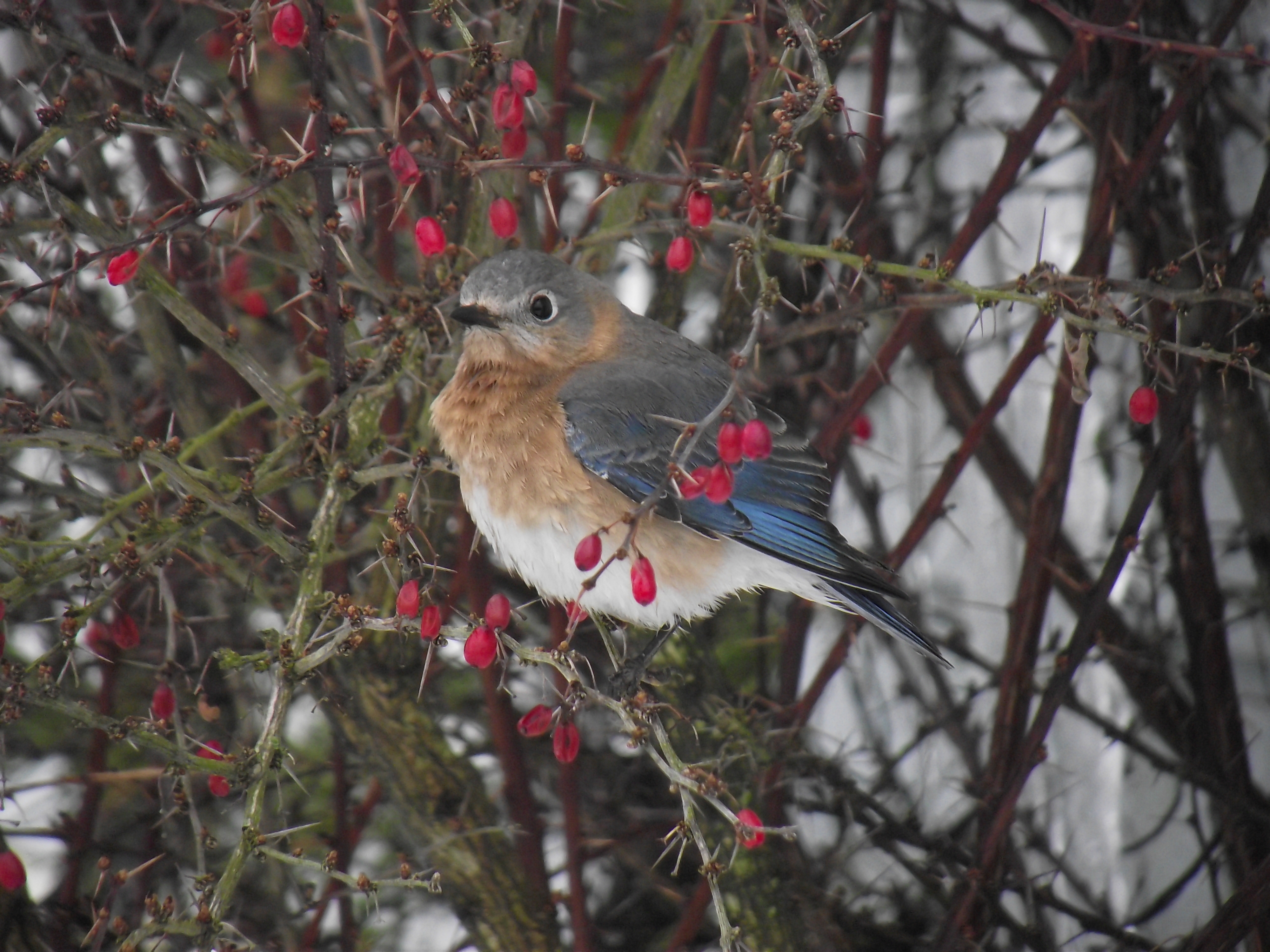 Bluebird In The Barberry