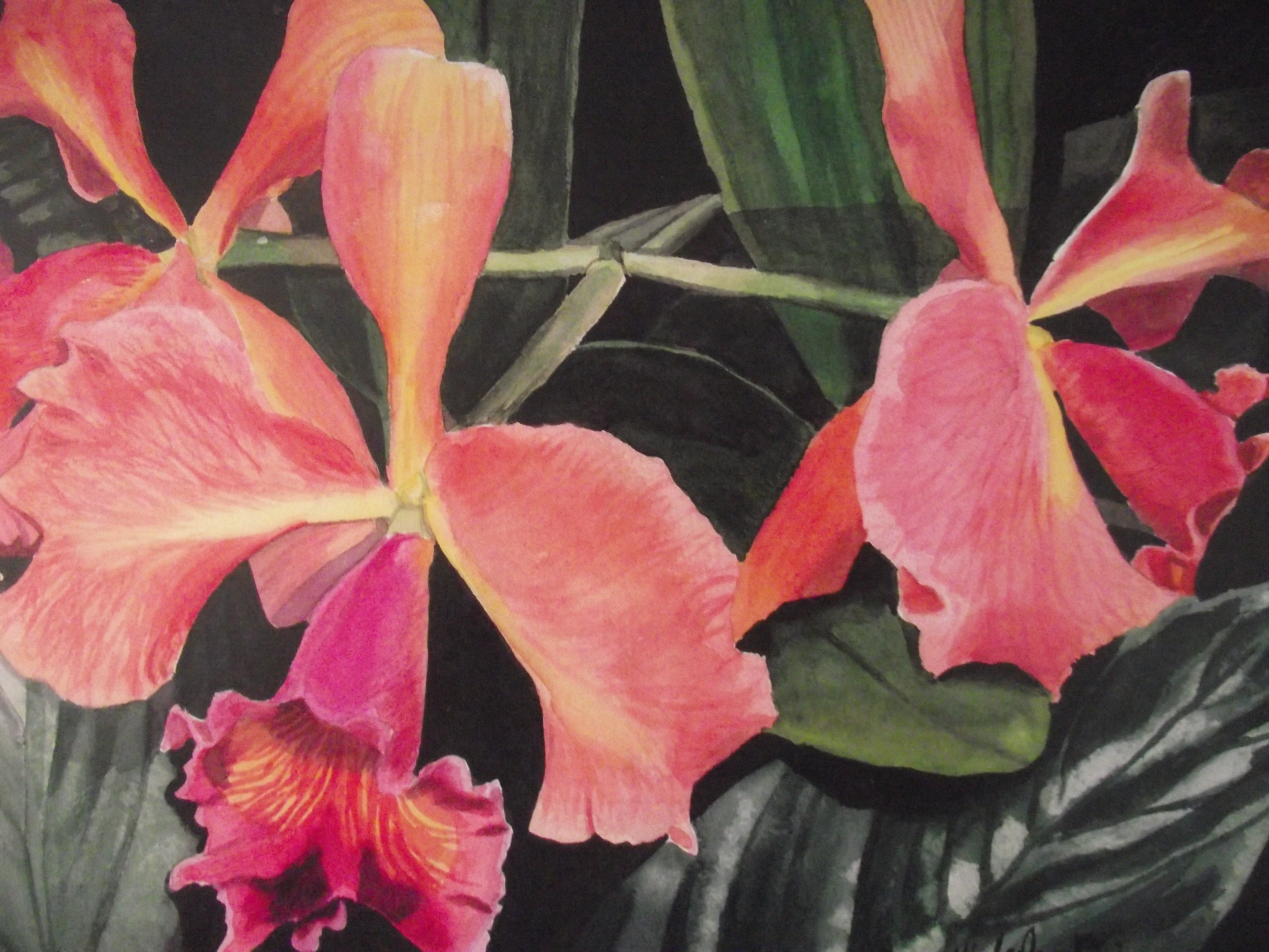 Orchid Duet