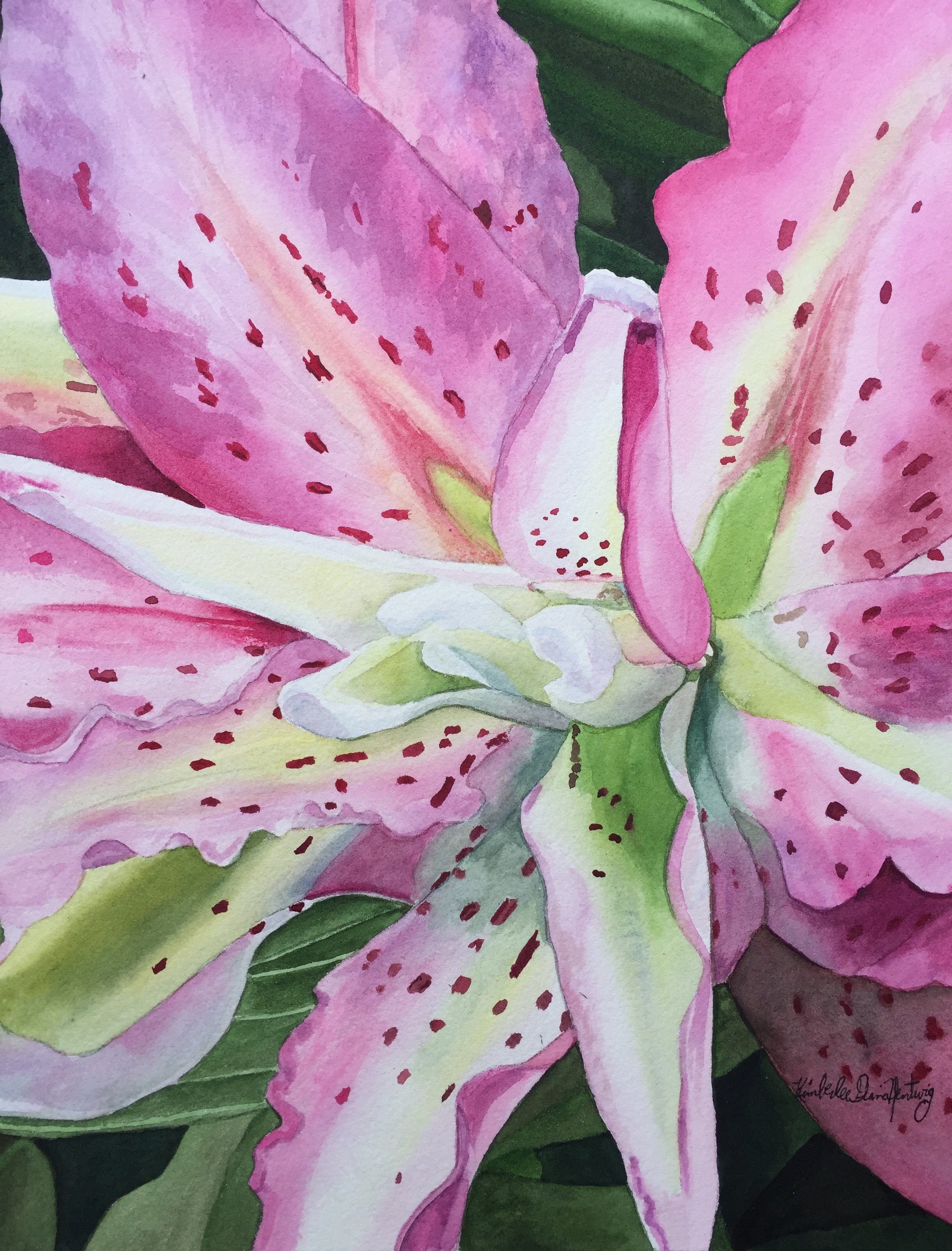 Stargazer