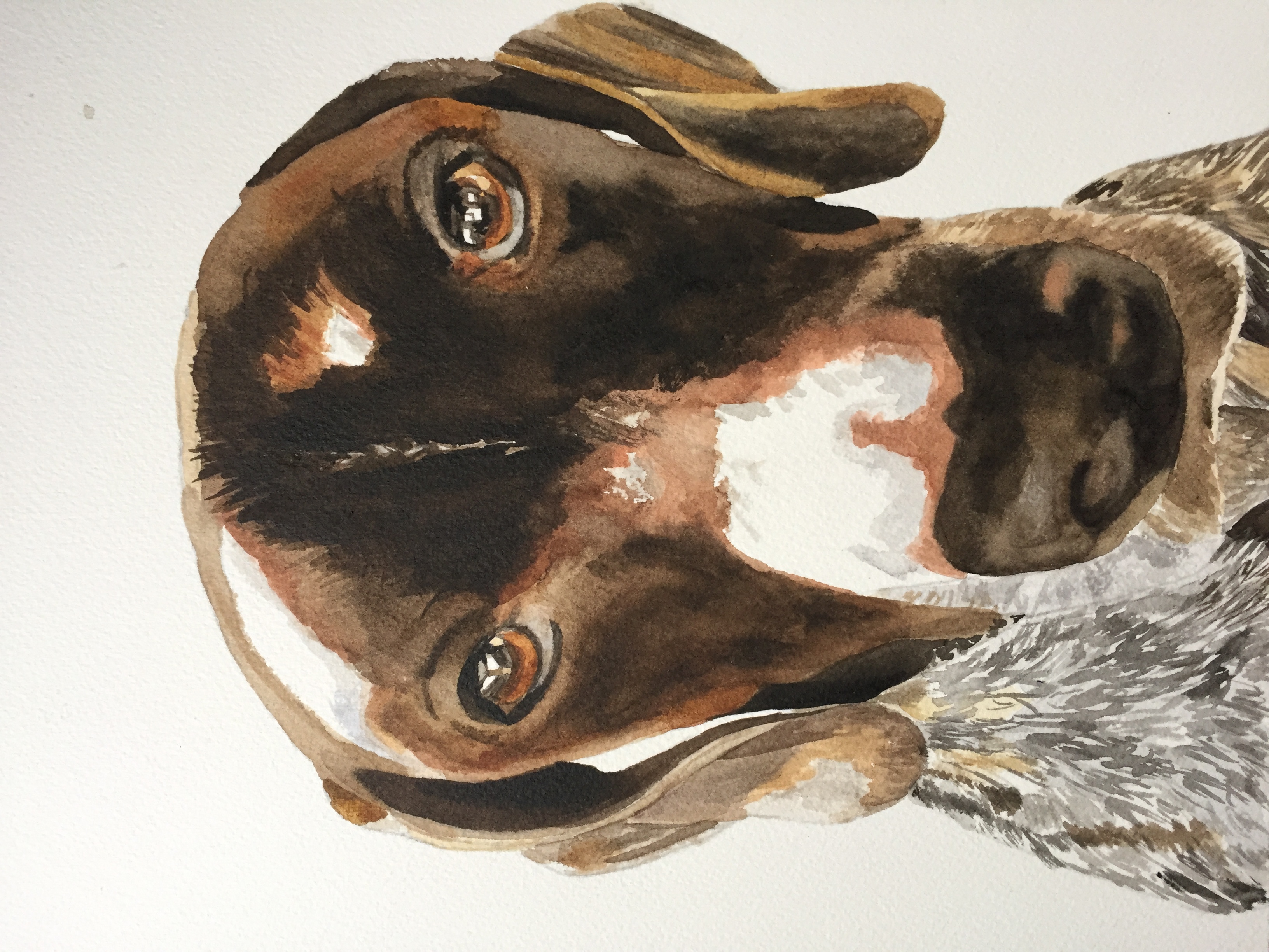 German Short Haired Pointer