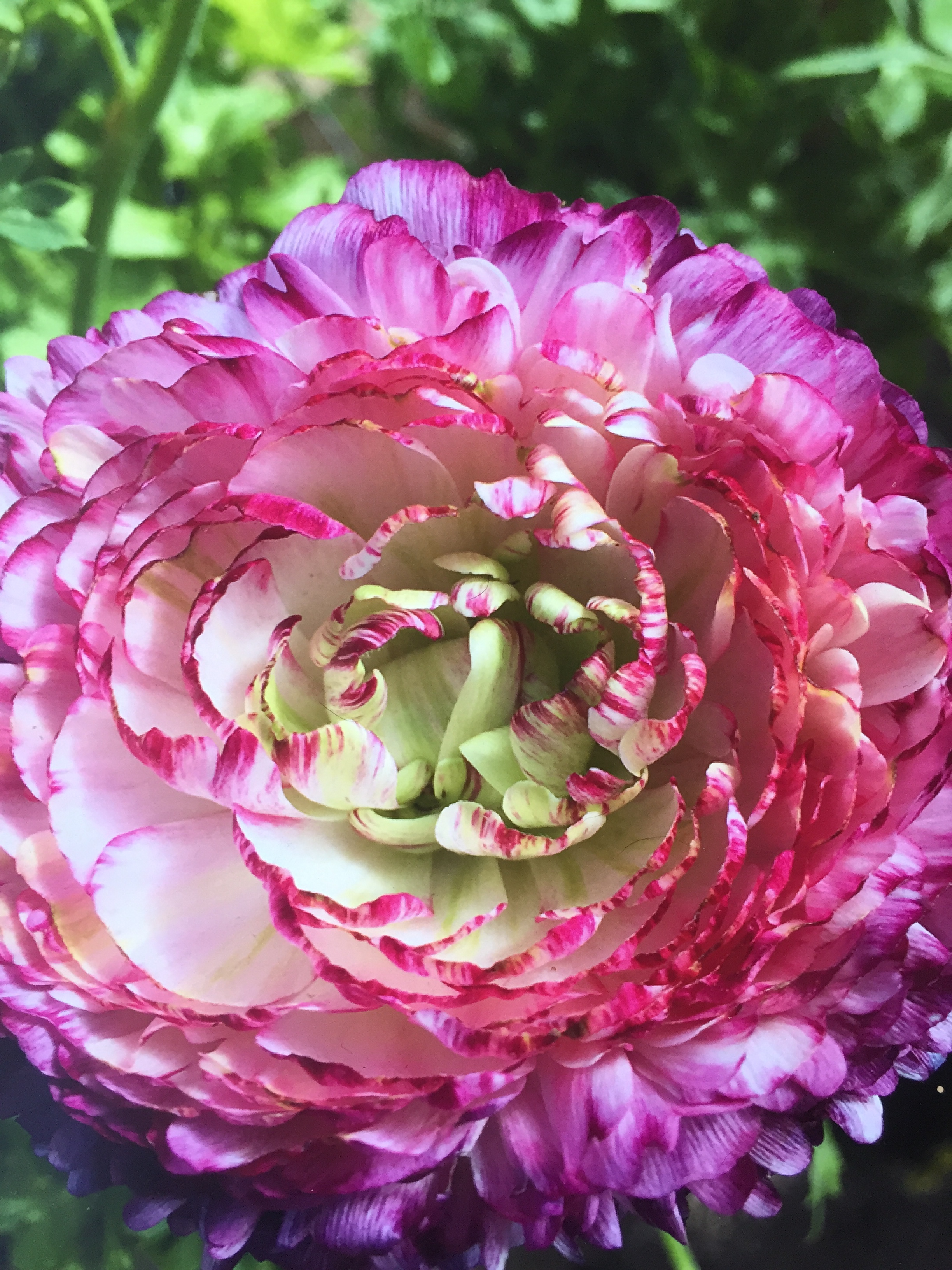 Ranunculus