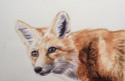 Outfoxed