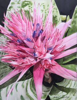 Bromeliad