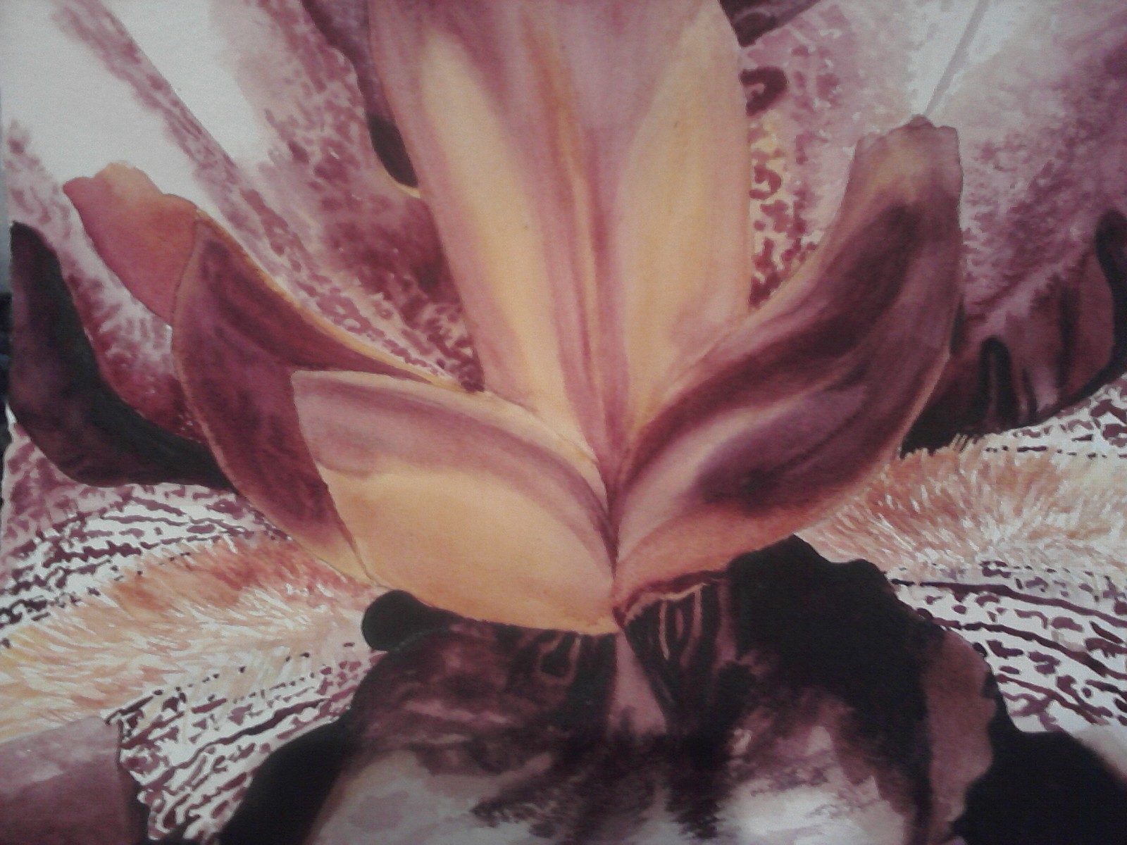 Iris Nucelus