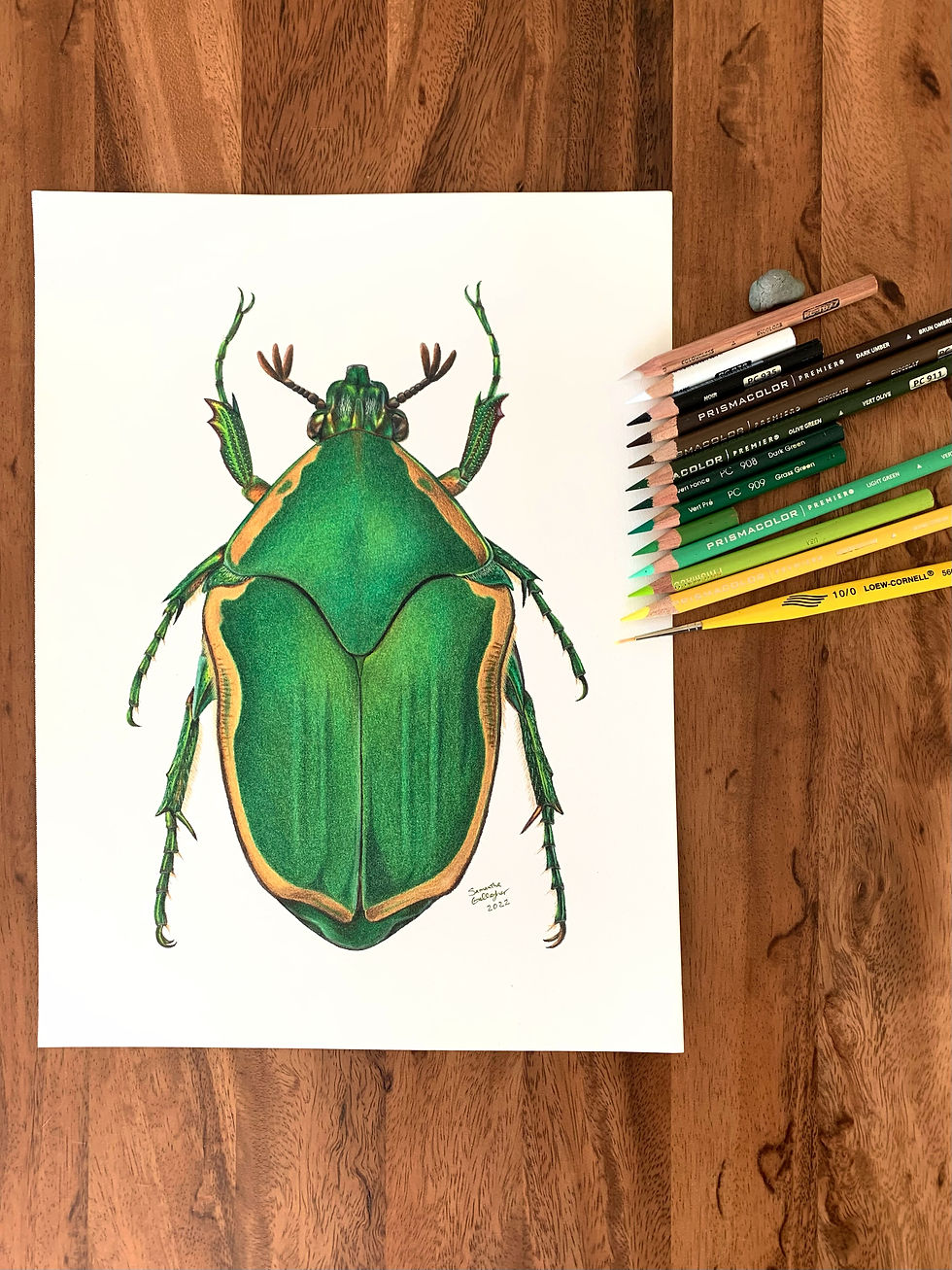 Thumbnail: Cotinis nitida Illustration, Green June Beetle 8"x10" Print