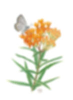 Thumbnail: Butterfly Milkweed Print