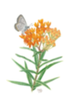 Butterfly Milkweed Print