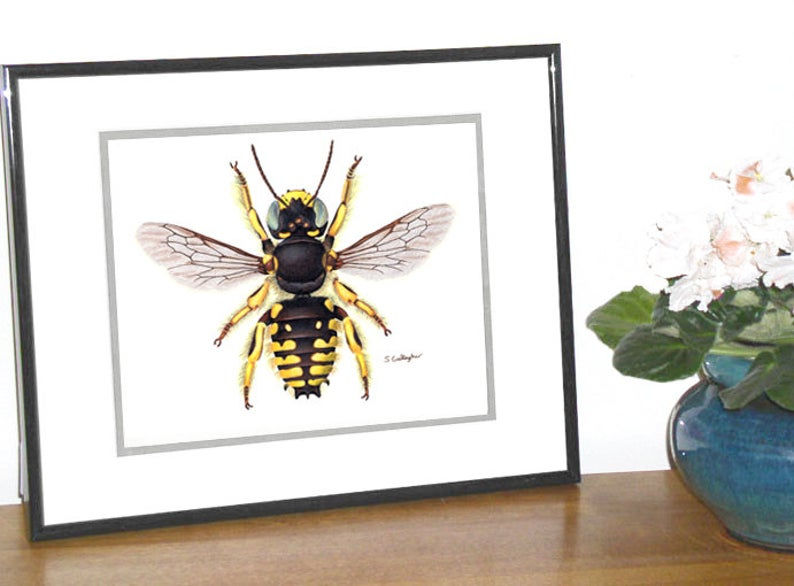 Thumbnail: Anthidium manicatum male 8"x10" Print