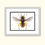 Thumbnail: Anthidium manicatum female 8"x10" Print