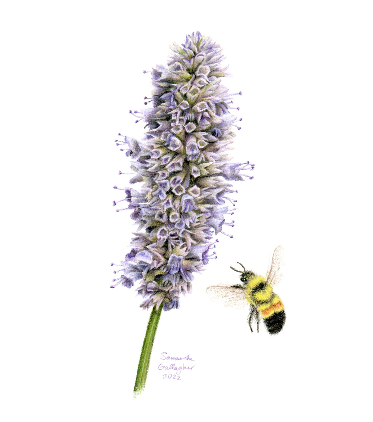 Rusty Patched Bumble Bee & Hyssop 5"x7" Print