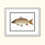 Thumbnail: Common Carp 8x10 Print