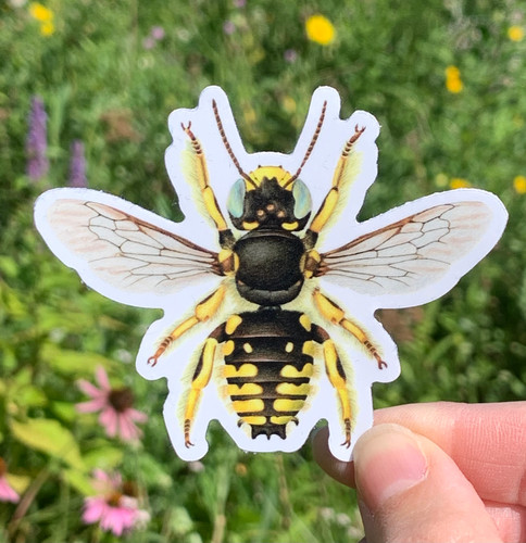Male Wool Carder Bee 3