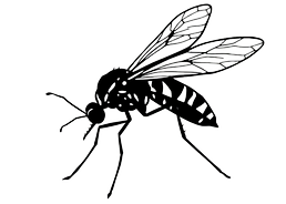 mosquito silhouette drawing side view no