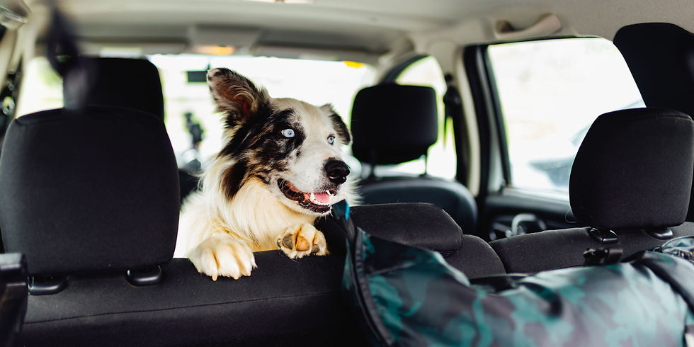 viaggiare con il cane in auto