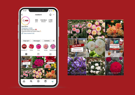 social media rose barni