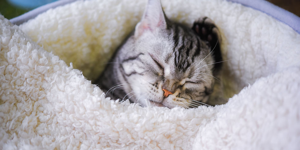 come proteggere il gatto in inverno