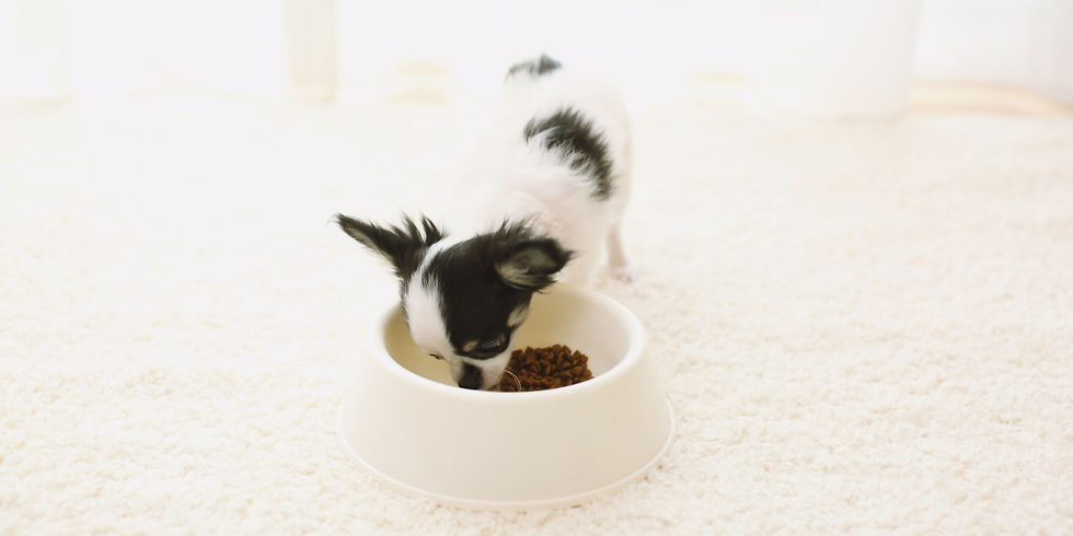 cucciolo cane alimentazione